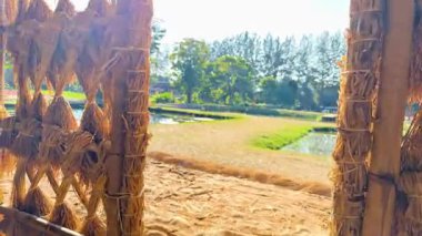 Açık alanda kuruyan güneş ışığı pirinç demetleri.