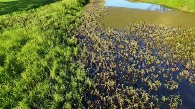 Göl, sazlıklar ve çimlerin havadan görünüşü