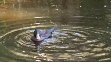 Bir ördek gölette yüzüyor