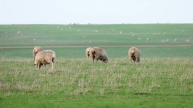 Uçsuz bucaksız bir arazide huzur içinde otlayan koyunlar.