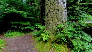 Dunkeld, İskoçya 'da uzun ağaçlar ve yemyeşil alanlar