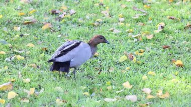 Kırık bacaklı ördek çimenlerde yürüyor.