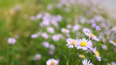 Kelebek İskoçya 'da mor papatyalara konuyor