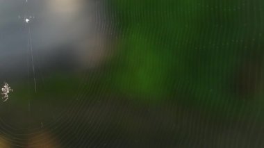 Örümcek ağı, doğal ayarı, hızlandırılmış zamanı oluşturur