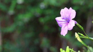 Arı mor bir çiçekle etkileşimde.