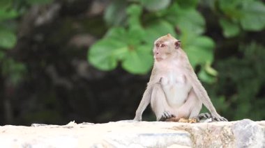 Sahildeki maymun yürüyüşü ve çevreyi gözlemleme