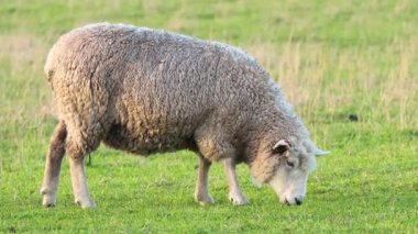 bir alanda çim yeme koyun