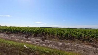 Berrak mavi gökyüzünün altında dingin bir üzüm bağı