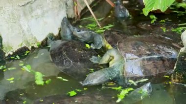 Terrapinler su dolu bir muhafazada etkileşim halindedirler.