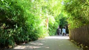 Ziyaretçiler yemyeşil hayvanat bahçesi yolunda yürürler.