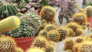 Tencere içinde çeşitli kaktüsler.