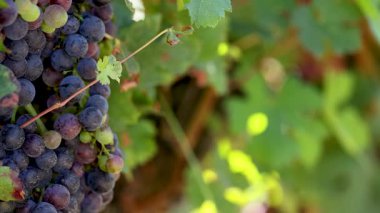 Güneşli bir üzüm bağında sallanan yemyeşil üzümler