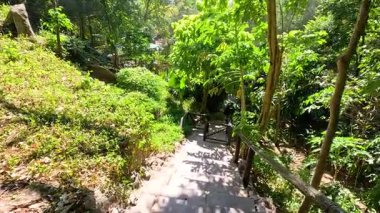 Huzurlu bir hayvanat bahçesi yolu boyunca yemyeşil