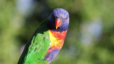 Çeşitli pozlarda canlı bir papağan.