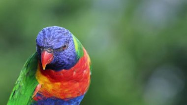 Farklı kafa hareketleri gösteren canlı bir papağan.