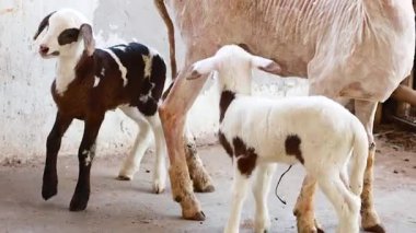 Koyun ve kuzular hayvanat bahçesi ortamında kesişiyor.