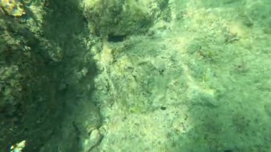 Su altı görüntülerinde Tayland 'ın Phuket kentindeki kayalık, güneşli bir deniz ortamında deniz kestaneleri ve deniz kestaneleri görülüyor.