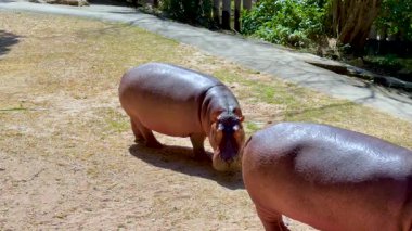 Hayvanat bahçesi ortamında etkileşen iki su aygırı.