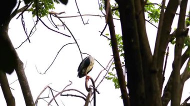 Balıkçıl, Mart 2024 'te Vietnam' da ağaca tünemiş.