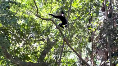 Gibbon zarif bir şekilde yemyeşil ağaçların arasında sallanıyor.