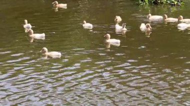 Sakin bir nehirde ördekler birlikte yüzüyor.