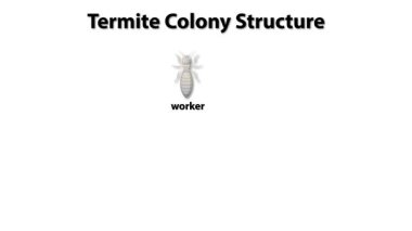 Termit rollerinin ve hiyerarşinin tasviri