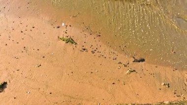 Dalgalar Pattaya, Tayland 'daki kumlu sahile hafifçe dokunuyor