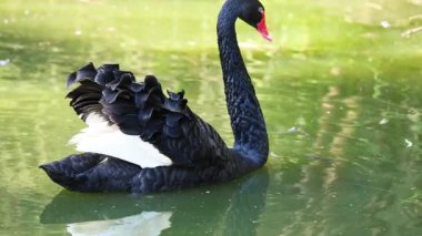 Siyah bir kuğu zarif bir şekilde gölette yüzer.