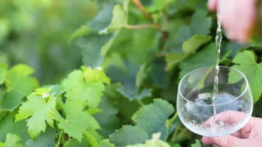 Şarap üzüm bağında bir bardağa dökülüyor.