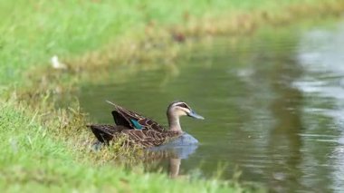 Bir ördek havuzdan havalanıyor..