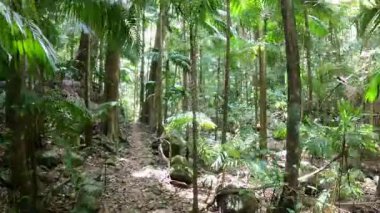 Bereketli yeşil ormanda huzurlu bir yürüyüş.