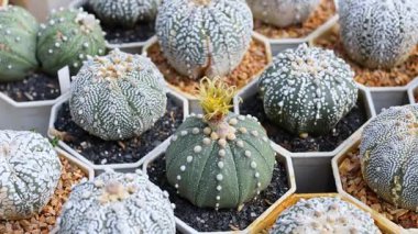 Markette çeşitli kaktüsler var.