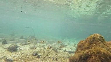 Su altı manzaralı sakin, doğal bir kanal.