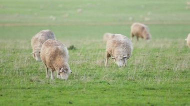 Koyunlar yemyeşil bir alanda huzur içinde otluyor.