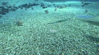 Köpekbalığı diğer balıklarla birlikte akvaryumda süzülür.