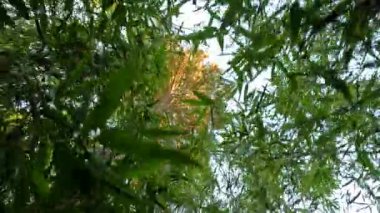 Yoğun bambu yapraklarına bakıyorum.