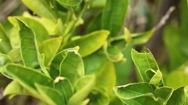 Limon ağacı yaprakları ve meyvelerin yakın çekimi