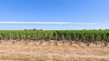 Açık mavi gökyüzüne sahip üzüm bağı manzarası