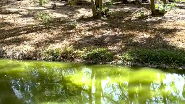 Gibbon zarif bir şekilde yemyeşil ağaçların arasında sallanıyor.