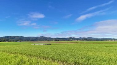 Berrak mavi gökyüzünün altındaki yemyeşil şeker kamışı tarlalarının havadan görünüşü geniş tarım manzaraları ve uzak dağlar sergiliyor.