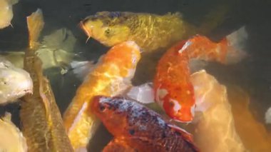 Renkli koi balıkları bir araya gelip yüzüyorlar.