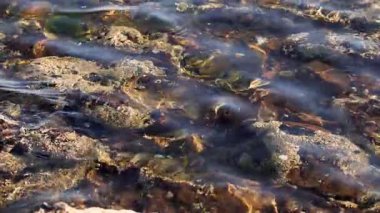 Dalgalar yavaşça kayaların ve yosunların üzerinde süzülüyor.