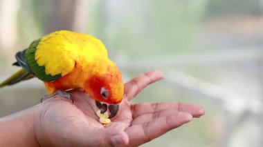 Renkli kuş bir insanın elinden yiyor.