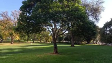 Park ortamında bir ağaç