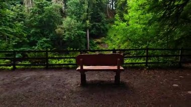 Huzurlu orman manzarası ve ahşap bir bank.