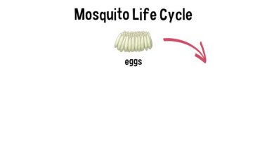 Sivrisinek gelişimini yumurtadan yetişkinliğe taşır.