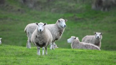 Koyunlar yeşil çayırlarda huzur içinde otluyor.