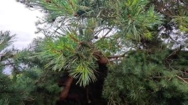 Rüzgarda sallanan çam dalları