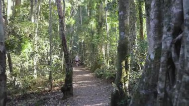 Binna Burra 'da orman yolunda yürüyorum.