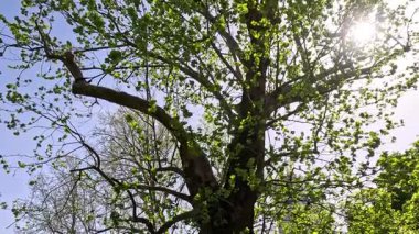 Güneşli bir parkta bir ağaç.